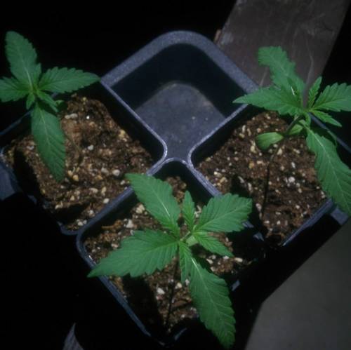 WSS Skunk First Grow Outdoors. Week 2 - Day 11