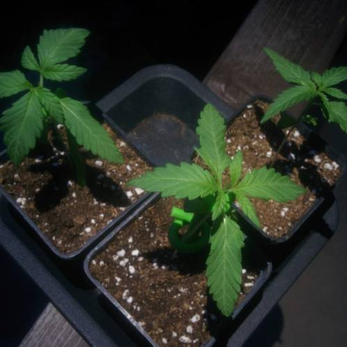 WSS Skunk First Grow Outdoors. Week 2 - Day 12