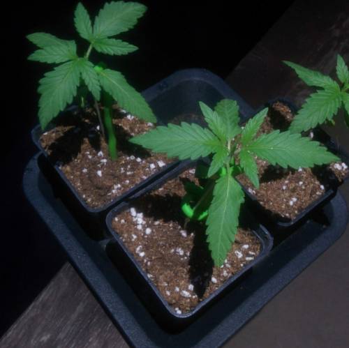 WSS Skunk First Grow Outdoors. Week 2 - Day 13