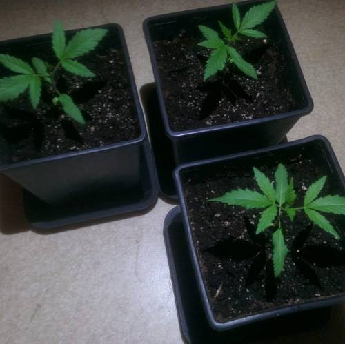 WSS Skunk First Grow Outdoors. Week 3 - Day 17