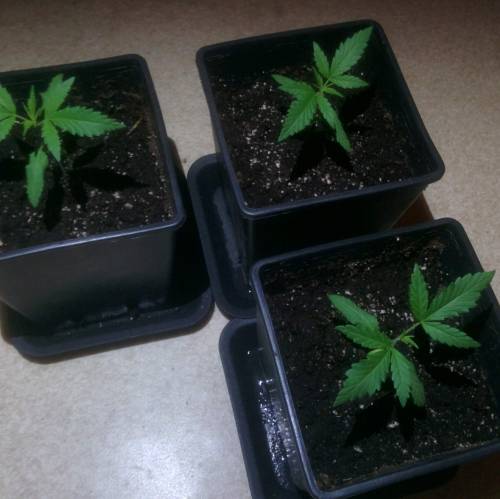 WSS Skunk First Grow Outdoors. Week 3 - Day 16