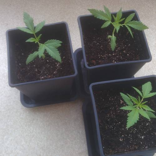 WSS Skunk First Grow Outdoors. Week 3 - Day 18