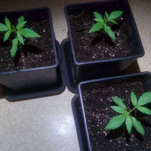 WSS Skunk First Grow Outdoors. Week 3 - Day 15