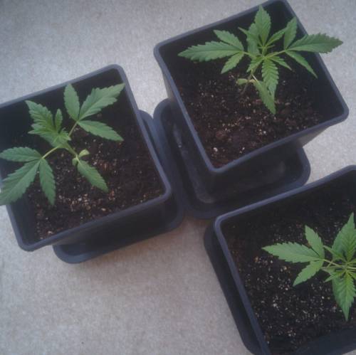 WSS Skunk First Grow Outdoors. Week 3 - Day 19