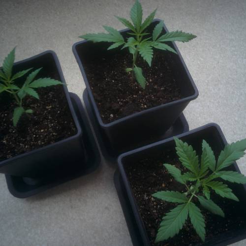 WSS Skunk First Grow Outdoors. Week 3 - Day 20