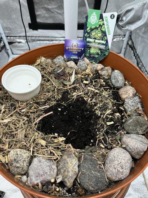 Sticky Broccoli (Zamnesia/PlagronEGC'26). Week 0