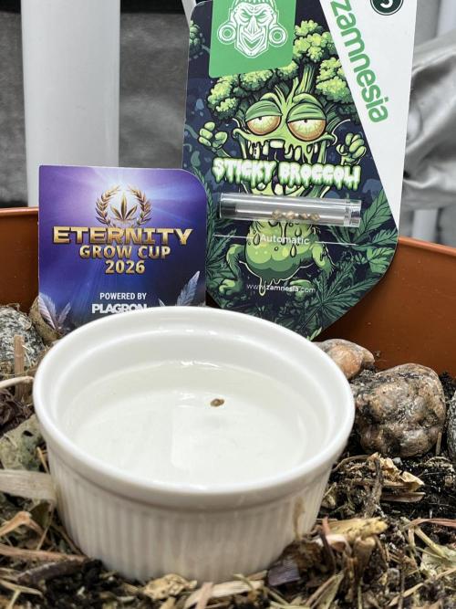 Sticky Broccoli (Zamnesia/PlagronEGC'26). Week 0