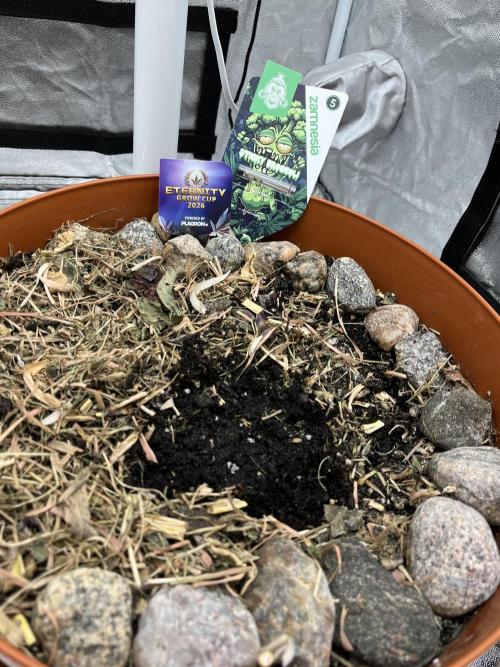 Sticky Broccoli (Zamnesia/PlagronEGC'26). Week 0