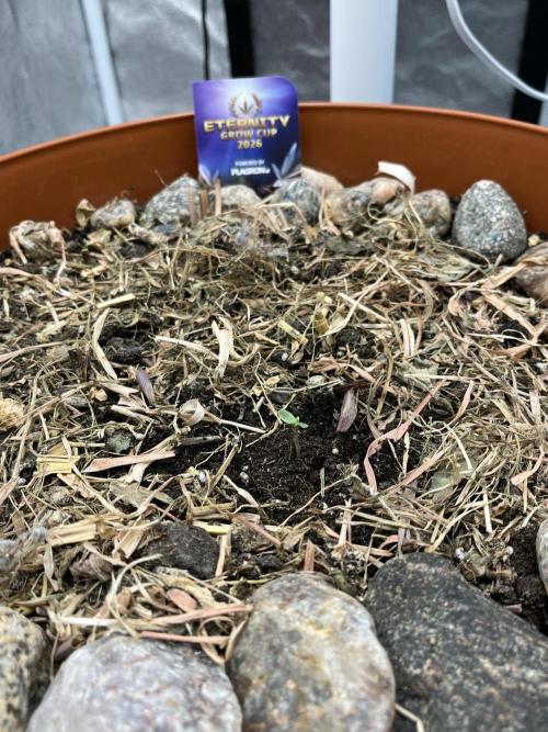 Sticky Broccoli (Zamnesia/PlagronEGC'26). Week 0