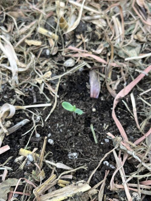 Sticky Broccoli (Zamnesia/PlagronEGC'26). Week 0