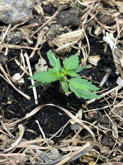 Sticky Broccoli (Zamnesia/PlagronEGC'26). Week 1