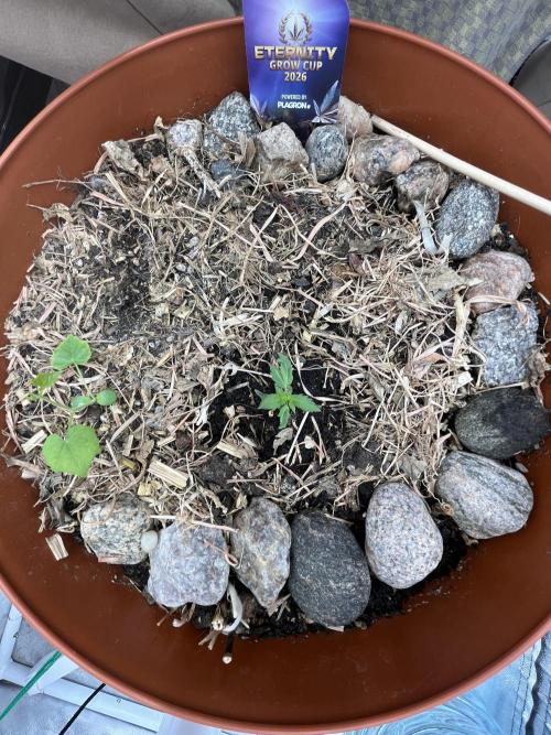 Sticky Broccoli (Zamnesia/PlagronEGC'26). Week 1