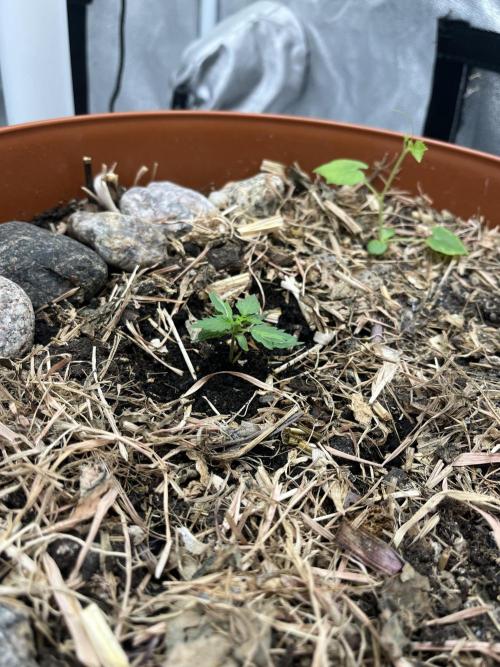 Sticky Broccoli (Zamnesia/PlagronEGC'26). Week 1