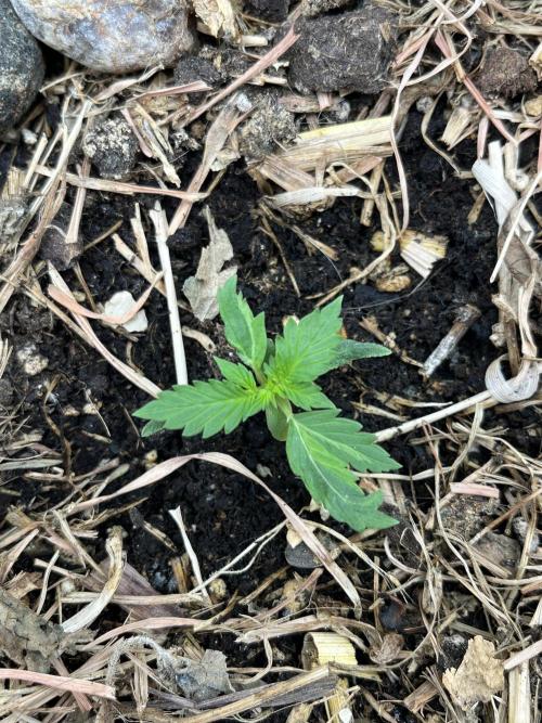 Sticky Broccoli (Zamnesia/PlagronEGC'26). Week 1