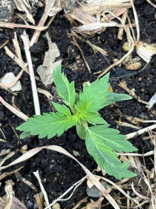 Sticky Broccoli (Zamnesia/PlagronEGC'26). Week 1