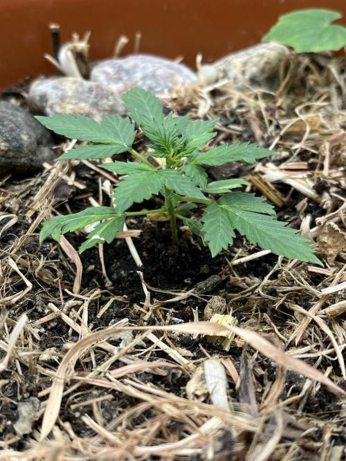 Sticky Broccoli (Zamnesia/PlagronEGC'26). Week 1