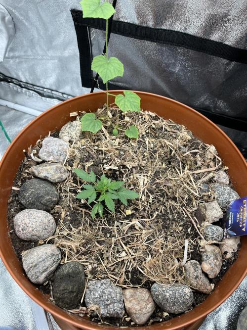 Sticky Broccoli (Zamnesia/PlagronEGC'26). Week 1