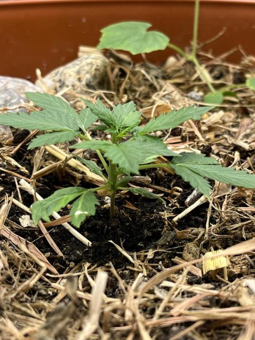 Sticky Broccoli (Zamnesia/PlagronEGC'26). Week 1