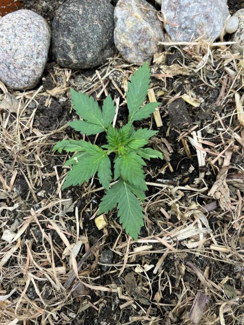Sticky Broccoli (Zamnesia/PlagronEGC'26). Week 1