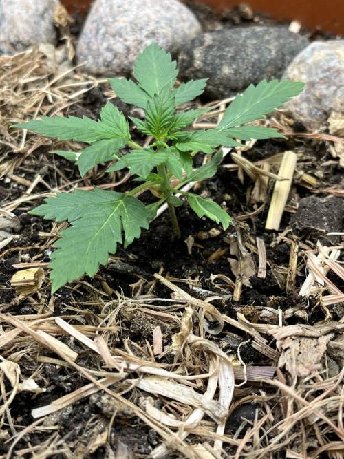 Sticky Broccoli (Zamnesia/PlagronEGC'26). Week 1
