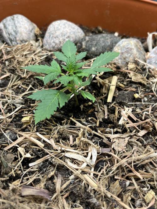 Sticky Broccoli (Zamnesia/PlagronEGC'26). Week 1