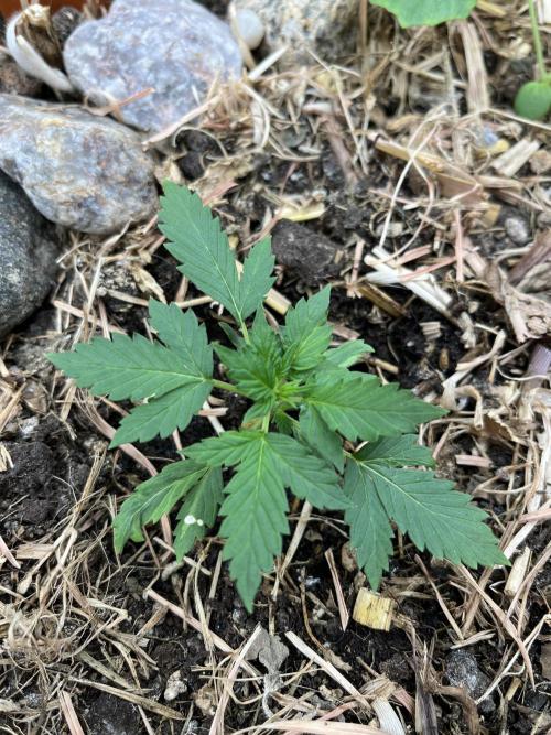 Sticky Broccoli (Zamnesia/PlagronEGC'26). Week 1