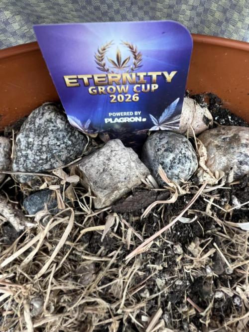 Sticky Broccoli (Zamnesia/PlagronEGC'26). Week 1