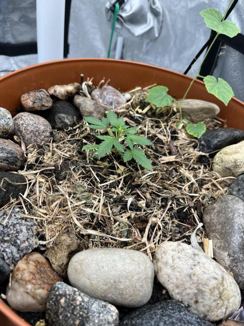 Sticky Broccoli (Zamnesia/PlagronEGC'26). Week 1