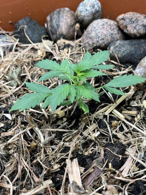 Sticky Broccoli (Zamnesia/PlagronEGC'26). Week 1