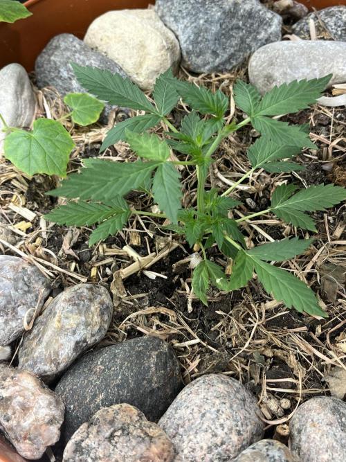 Sticky Broccoli (Zamnesia/PlagronEGC'26). Week 1