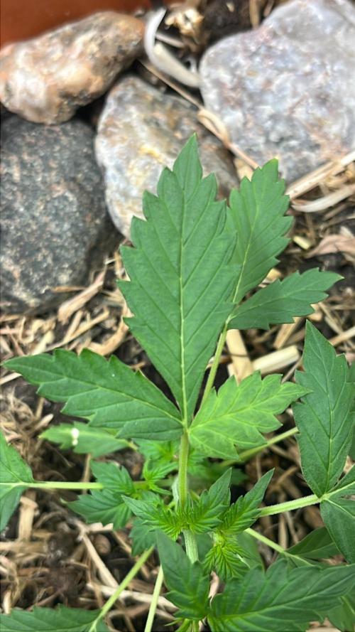 Sticky Broccoli (Zamnesia/PlagronEGC'26). Week 1