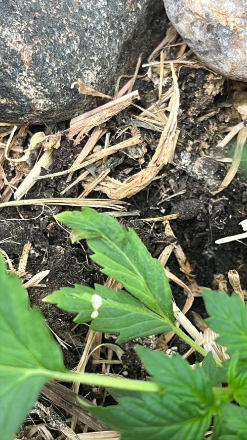 Sticky Broccoli (Zamnesia/PlagronEGC'26). Week 1