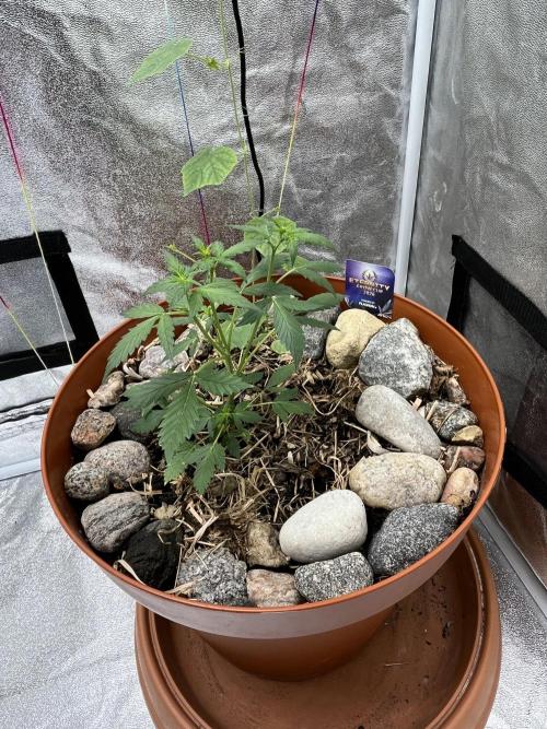 Sticky Broccoli (Zamnesia/PlagronEGC'26). Week 2