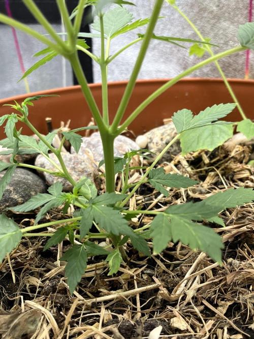 Sticky Broccoli (Zamnesia/PlagronEGC'26). Week 2