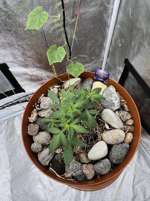 Sticky Broccoli (Zamnesia/PlagronEGC'26). Week 2