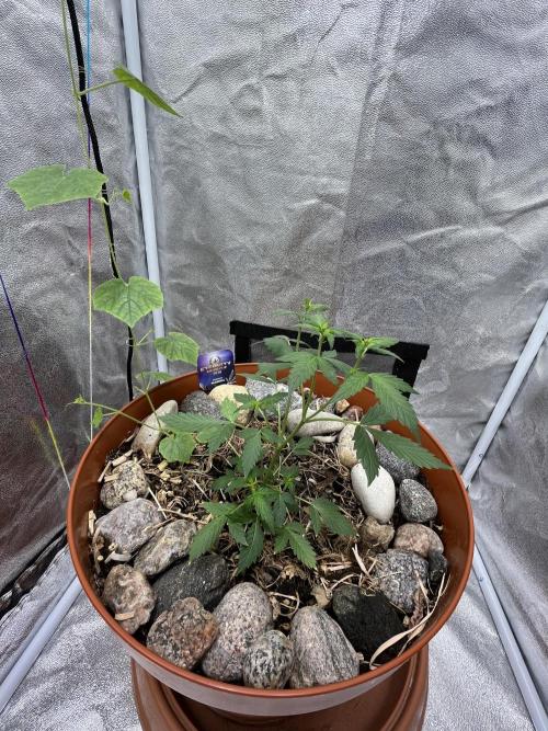 Sticky Broccoli (Zamnesia/PlagronEGC'26). Week 2
