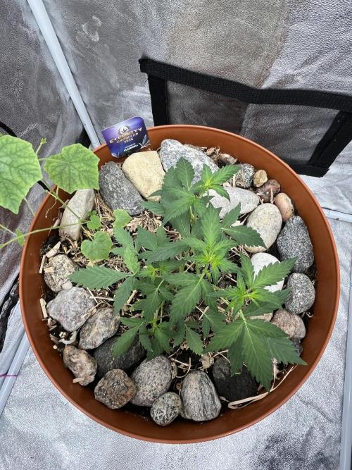 Sticky Broccoli (Zamnesia/PlagronEGC'26). Week 2