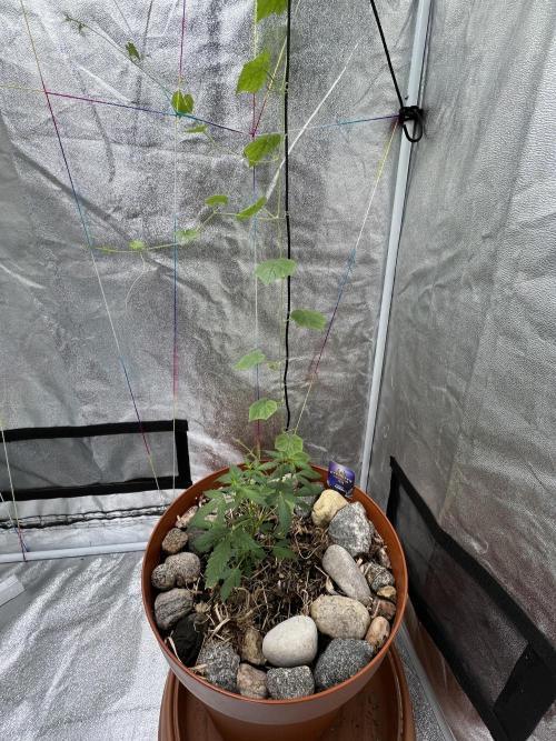 Sticky Broccoli (Zamnesia/PlagronEGC'26). Week 2