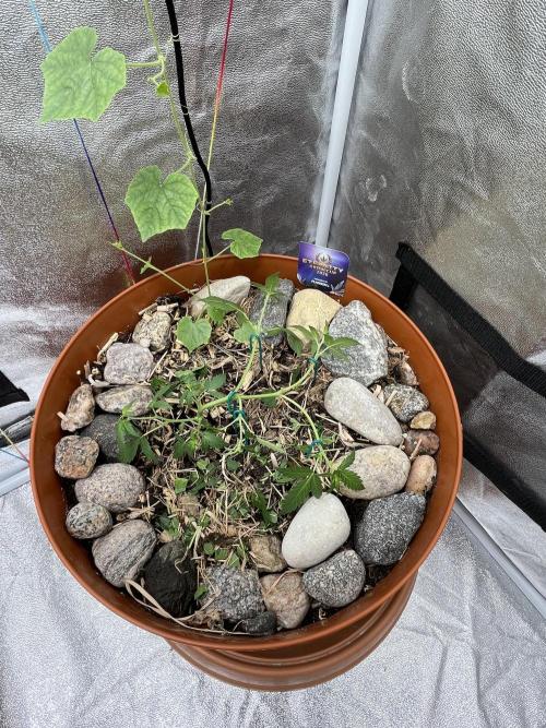 Sticky Broccoli (Zamnesia/PlagronEGC'26). Week 2