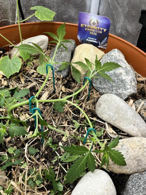 Sticky Broccoli (Zamnesia/PlagronEGC'26). Week 2