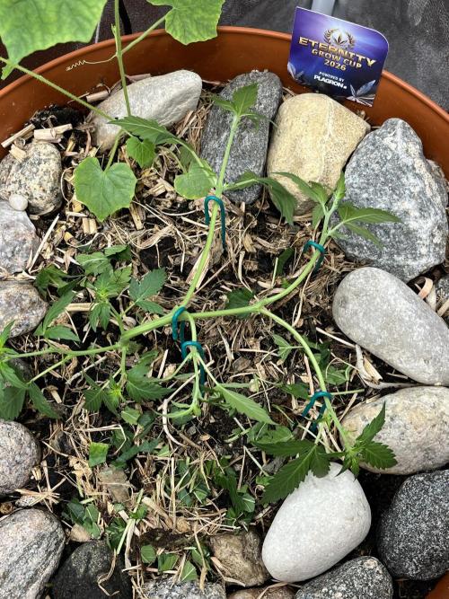 Sticky Broccoli (Zamnesia/PlagronEGC'26). Week 2