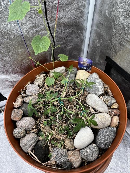Sticky Broccoli (Zamnesia/PlagronEGC'26). Week 2