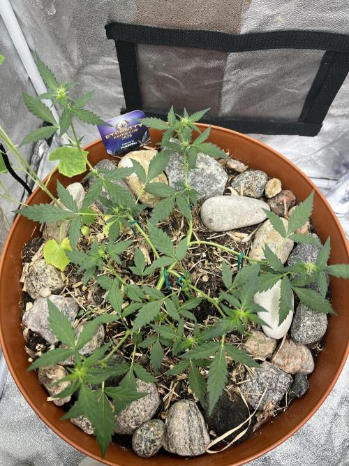 Sticky Broccoli (Zamnesia/PlagronEGC'26). Week 3