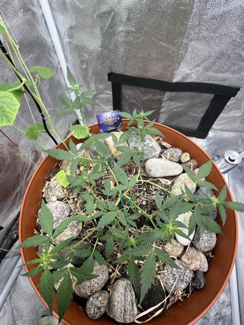 Sticky Broccoli (Zamnesia/PlagronEGC'26). Week 3