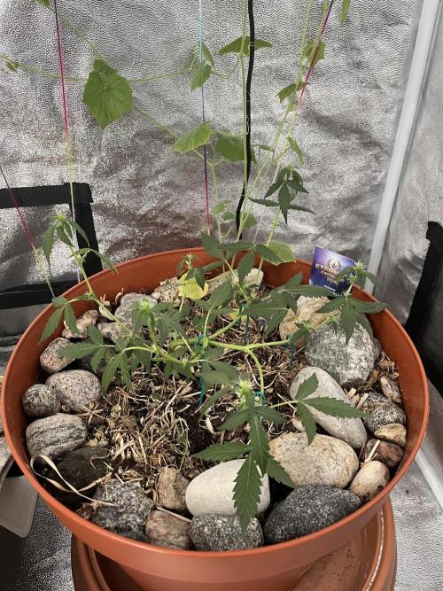 Sticky Broccoli (Zamnesia/PlagronEGC'26). Week 3