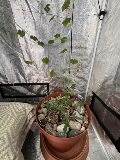 Sticky Broccoli (Zamnesia/PlagronEGC'26). Week 3