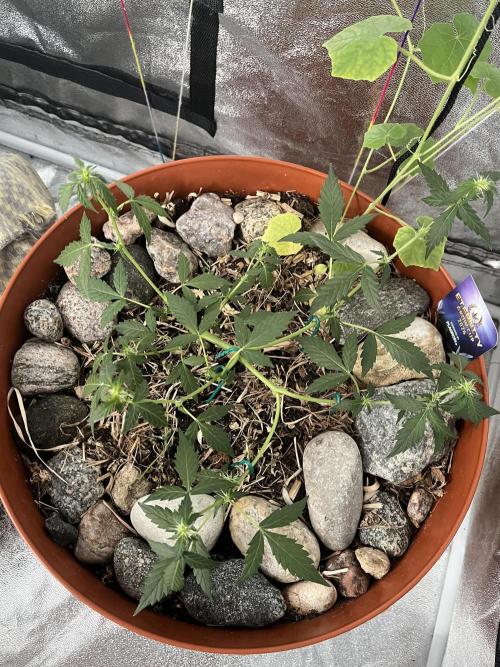 Sticky Broccoli (Zamnesia/PlagronEGC'26). Week 3