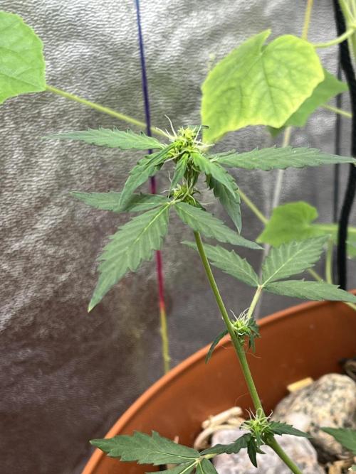 Sticky Broccoli (Zamnesia/PlagronEGC'26). Week 3