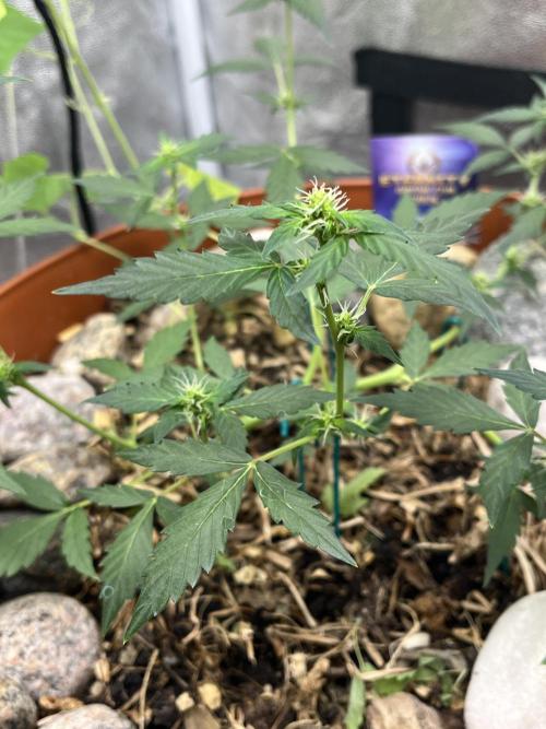 Sticky Broccoli (Zamnesia/PlagronEGC'26). Week 3