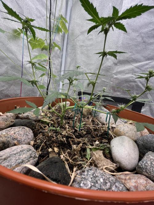 Sticky Broccoli (Zamnesia/PlagronEGC'26). Week 3